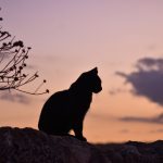 Silhouette of cat sitting on the ground at dusk.