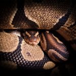 Python curled up tightly.