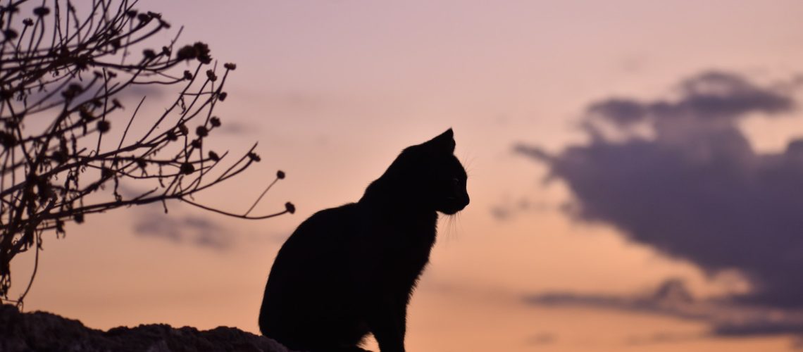 Silhouette of cat sitting on the ground at dusk.