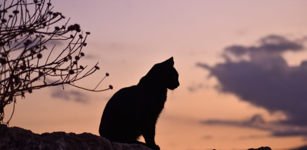 Silhouette of cat sitting on the ground at dusk.