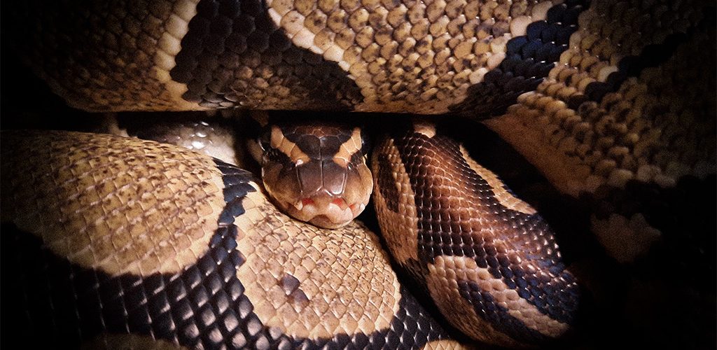 Python curled up tightly.